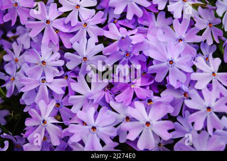 An einem Frühlingstag blüht auf einem Blumenbett die Wiesenkarnations mit zarten violetten Blütenblättern Stockfoto
