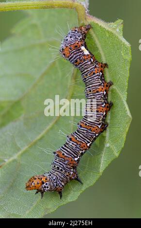 Acht-Punkt-Forester-Moth-Larve auf einem Traubenblatt, E USA, von Skip Moody/Dembinsky Photo Assoc Stockfoto