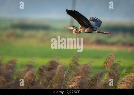 Ein Purpurreiher, der aus seinem Nest im Schilf abzieht. Eine Szene aus Pullu, Thrissur, Kerala Stockfoto