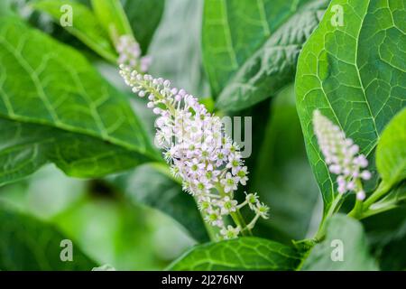 Kräuterpflanze: Indischer Pokeweed (Phintolacca acinosa), der lokal verwendet wird, um Schmerzen zu lindern. Es hat antiasthmatische, antimykotische, schleimlösende, antibakterielle Stockfoto