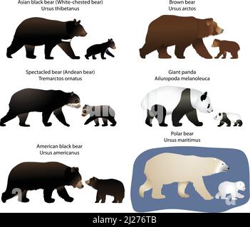 Sammlung verschiedener Bärenarten und Bärenjungen: Braunbär, amerikanischer Schwarzbär, Eisbär, Riesenpanda, asiatischer Schwarzbär, Brillenbär Stock Vektor