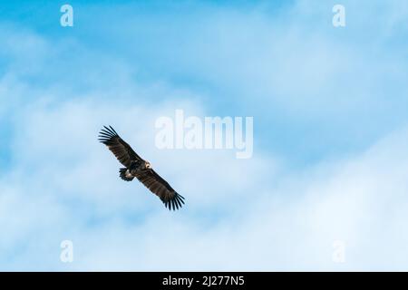 Silhouette Steppe Adler fliegen in blauen Himmel Stockfoto