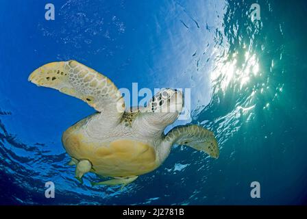 Grüne Meeresschildkröte (Chelonia mydas) mit schiffshaltern (Echeneis naucrates), Schwimmen im blauen Wasser, Marsa Alam, Ägypten Stockfoto