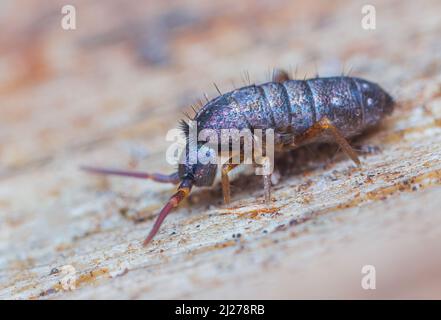 Schlanker Springschwanz, Orchesella flavescens auf Holz, Nahaufnahme Fokus gestapelt Makro-Foto Stockfoto