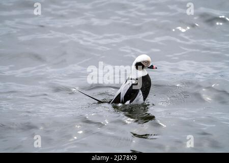 Männliche Langschwanzente (Clangula hyemalis), die im Wasser rumpelt Stockfoto