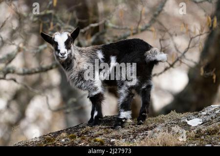 Porträt eines Wildschweinbabys (Capra hircus) Stockfoto