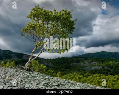 Eine silberne Birke, die in einem Schiefergrubenhaufen in Hodge Close Quarry, Tilberthwaite, Cumbria, geht Stockfoto