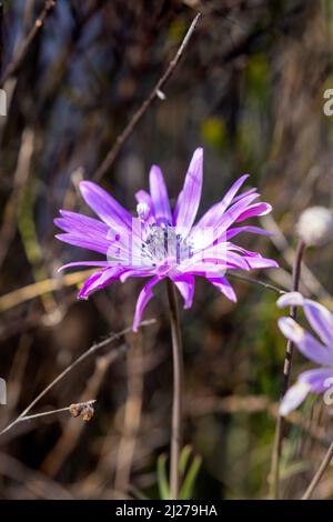 Die Blüten der Anemone hortensis, die gemeinhin als Breitblättrige Anemone bezeichnet wird Stockfoto