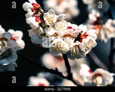 Eine Nahaufnahme einer Pflaumenblüte unter den Knospen auf einem Zweig eines Baumes in der Nähe von Yokohama, Japan Stockfoto