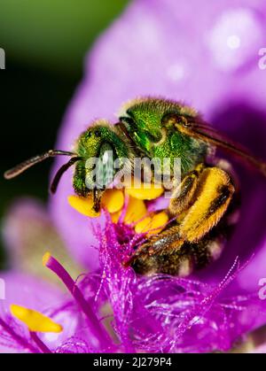 Biene auf Blüte Stockfoto