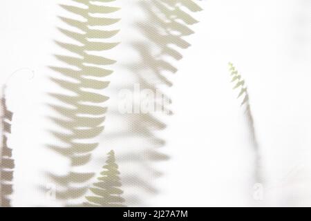 Abstraktes Naturmuster mit Schatten. Grauer Schattenhintergrund aus natürlichen Blättern, Farnzweige, die auf eine weiße Wand fallen, Textur für Hintergrund und Tapete, schwarz und weiß. Stockfoto