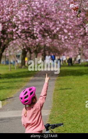 Ein süßes kleines Mädchen auf dem Fahrrad, das einen rosafarbenen Plastikhelm trägt, zeigt auf einen Zweig mit einem Haufen rosafarbener Kirschblüten, Stray Reign, Harrogate, Großbritannien. Stockfoto