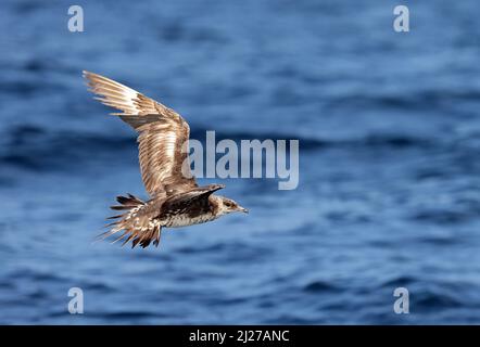 Pomarine Skua (Stercorarius pomarinus) Vogel im sehr abgenutzten Gefieder im Flug Arabian Sea, Oman Dezember Stockfoto
