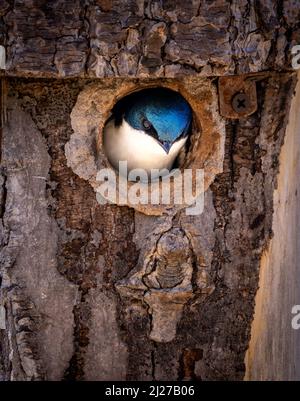 Nahaufnahme einer Baumschwalbe im Frühjahr während des Nistens Stockfoto