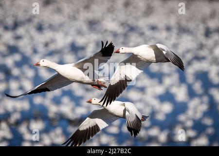 Flug einer Gruppe kanadischer Schneegänse auf dem Chateauguay River Stockfoto