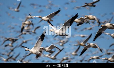 Flug einer Gruppe kanadischer Schneegänse auf dem Chateauguay River Stockfoto