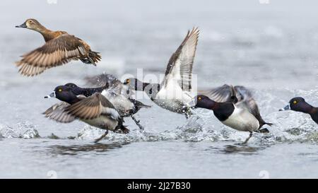 Eine Gruppe männlicher Enten mit Ringhals bei der Verfolgung eines Weibchens abheben Stockfoto