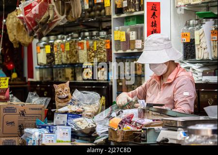 Hongkong. 30. März 2022. Eine Arbeiterin und ihre katzenartige Begleitung in einem Geschäft für traditionelle chinesische Medizin (TCM). Die Regierung Hongkongs hat sich aktiv für die Verwendung traditioneller chinesischer Medizin zur Behandlung von COVID-19 eingesetzt. Experten sind jedoch besorgt, dass es nicht genügend Beweise aus kontrollierten, von Experten überprüften Studien über die Wirksamkeit dieser Behandlungen für das neuartige Coronavirus gibt. (Foto von Ben Marans/SOPA Images/Sipa USA) Quelle: SIPA USA/Alamy Live News Stockfoto