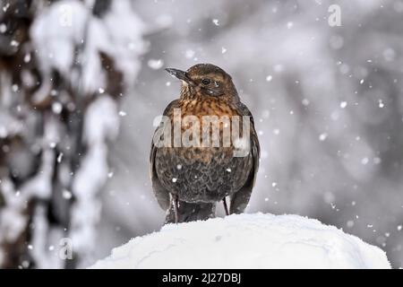 Blackbird thront bei starkem Schneefall Stockfoto
