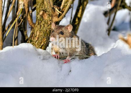 Ratte auf dem Schnee an kalten Wintertagen. Stockfoto