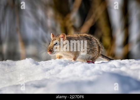 Ratte auf dem Schnee an kalten Wintertagen. Stockfoto