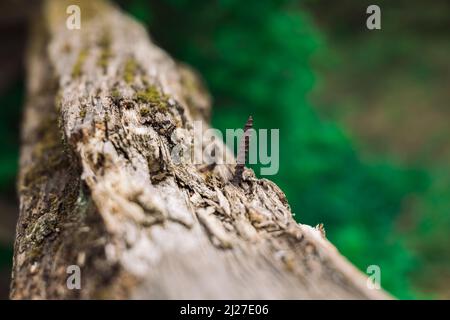 Eine rostige Schraube in einem Ast Stockfoto