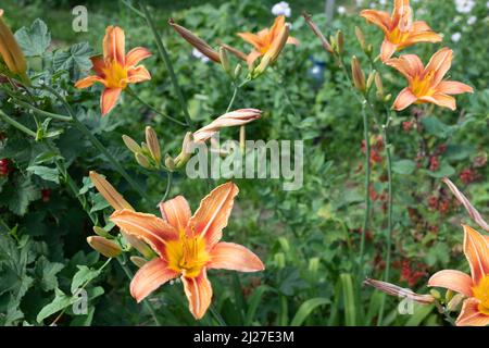 Hintergrund der Seerosenblüten, selektiver Fokus. Blühende orangene Lilien für Publikation, Design, Poster, Kalender, Post, Bildschirmschoner, Hintergrundbild Stockfoto