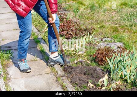 An einem sonnigen Frühlingstag kümmert sich eine Gärtnerin in blauen Jeans und einer roten Steppjacke um ein Blumenbeet mit Schaufel im Garten. Speicherplatz kopieren. Stockfoto