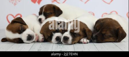 Niedliche schlafende Welpen von Jack russel Terrier Stockfoto