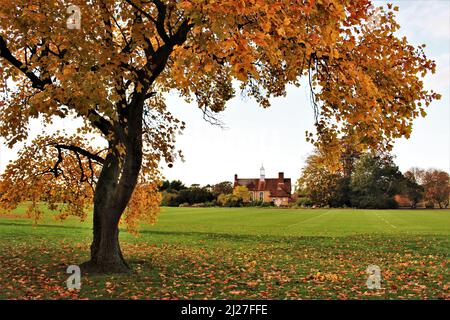 Orangefarbener Herbstbaum, University Parks, Oxford, England. Herbst an der University of Oxford. Herbstliche Spielfeldszene Stockfoto