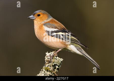 Buchfink thronte auf einem Flechten-überdachten Barsch Stockfoto