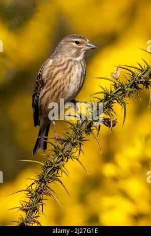 Weibliches Linnet auf Gorse Stockfoto