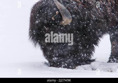 Eine Nahaufnahme eines Bison in Yellowstone im Schnee. Stockfoto
