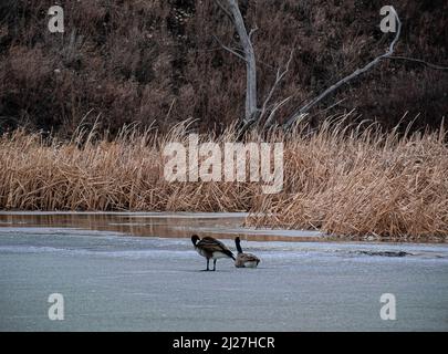 Kanadische Gänse auf Frozen River Stockfoto