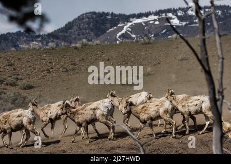 Bighorn Schafe in Yellowstone. Stockfoto