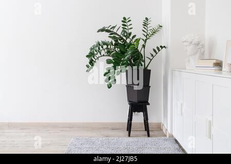 Zamioculcas Pflanzen im Tontopf auf schwarzem Stuhl. Weiße niedrige Schränke mit Gipskopf und Fotorahmen. Skandinavischer Stil Stockfoto