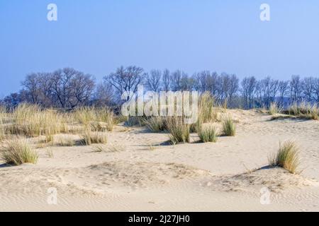 Marrammgras / Europäisches Strandgras in Sanddünen des Naturparks De Westhoek / West Corner bei De Panne, Westflandern, Belgien Stockfoto