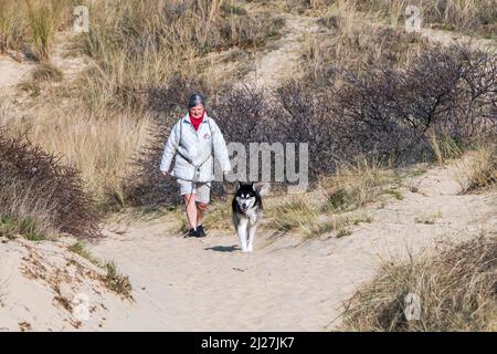 Frau, die im Frühjahr mit dem sibirischen Husky-Hund an der Leine in Sanddünen entlang der Nordseeküste unterwegs ist Stockfoto