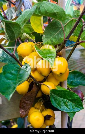 Krabbenapfel 'Golden Hornet, 'Malus × zumi 'Golden Hornet'. Stockfoto