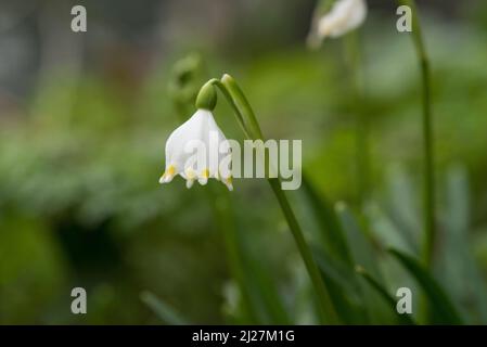 Nahaufnahme eines weißen Frühlings Schneeflocken, Leucojum vernum, nah relativ zu Schneeglöckchen Stockfoto