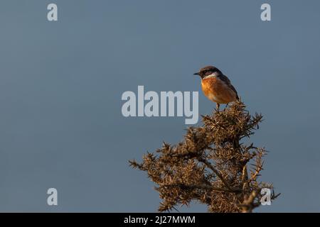 Männlicher Steinechat (Saxicola rubicola). Stockfoto