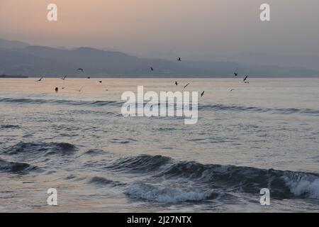 Schwarm von Möwen, die in der Morgendämmerung über dem Mittelmeer in Málaga im Süden Spaniens fliegen. Stockfoto