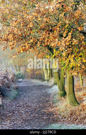 Im Spätherbst-Frühwinter auf Cannock Chase AONB (Gebiet von außergewöhnlicher natürlicher Schönheit) in Staffordshire England, Großbritannien, klammert sich starker Frost an Bäumen Stockfoto