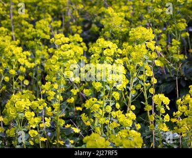 Wood Spurge Eforbia amygdaloides wächst in einer kleinen Cops in Somerset UK in Fülle Stockfoto