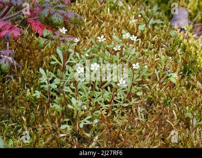 Die Saxifrage Saxifraga-Tridaktylite, die auf moosigen Felsen in der Avon Gorge Bristol in Großbritannien wachsen Stockfoto