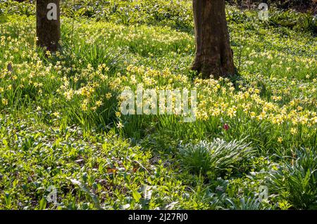 Wilde Narzissen Narcissus pseudonarcissus Teppich Waldboden im Prior Park in Bath Somerset UK Stockfoto