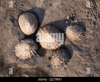 Gewöhnliche Limetten Patella vulgaris auf Felsen der Küste von Südwales bei Ebbe Stockfoto