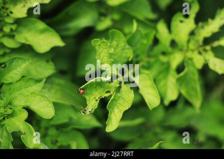 Colorado Käfer auf Kartoffelblättern - selektiver Fokus. Die Kartoffelkäfer von Colorado, Leptinotarsa decemlineata, auch bekannt als Colorado Beetle Destroy Stockfoto