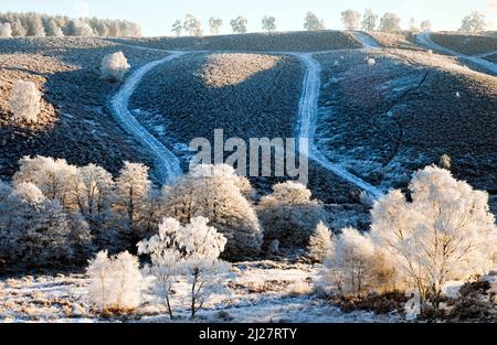 Im frühen Winter auf dem Cannock Chase Country Park AONB (Gebiet von außergewöhnlicher natürlicher Schönheit) in Staffordshire England, Großbritannien, gefrostete Bäume, Hügel und Pfade Stockfoto