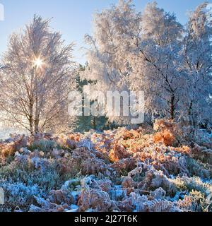 Starker Frost klammert sich im Frühwinter auf Cannock Chase AONB (Gebiet von außergewöhnlicher natürlicher Schönheit) in Staffordshire, England, Großbritannien, an Bäumen an Stockfoto